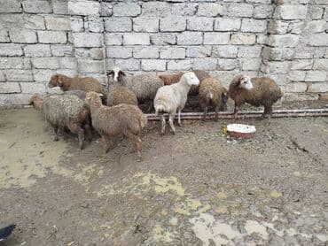 golden retriever цена: Qoyun sürüsü – 10 quzudu 5 erkek 5 dişi biri 245 AZN riyal alana cüzi — 2