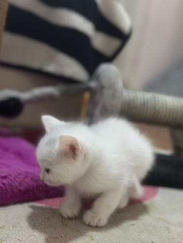 pişikləri: Ağ rəngli, çox şirin balaca pişik balası - Rəng: tam ağ, nazik və — 6