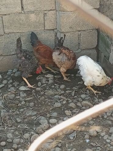 dana qiyməti xacmaz: Tam sağlam kənd heyvanlari xoruzlar 15 də var 20 ye də hinduşkalar — 3