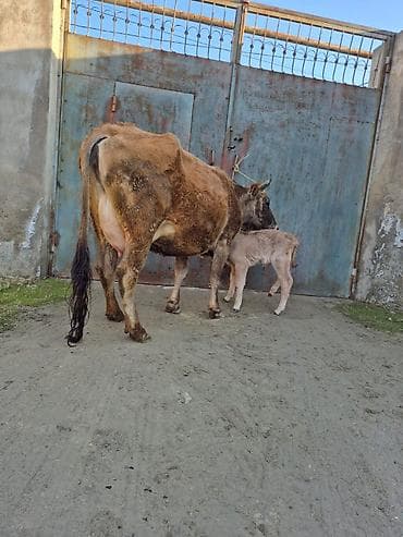 en cox sud veren inekler: 13. 14 litir süd verir 3 qarına doğub 8 gündü doğub balası erkəydi — 1
