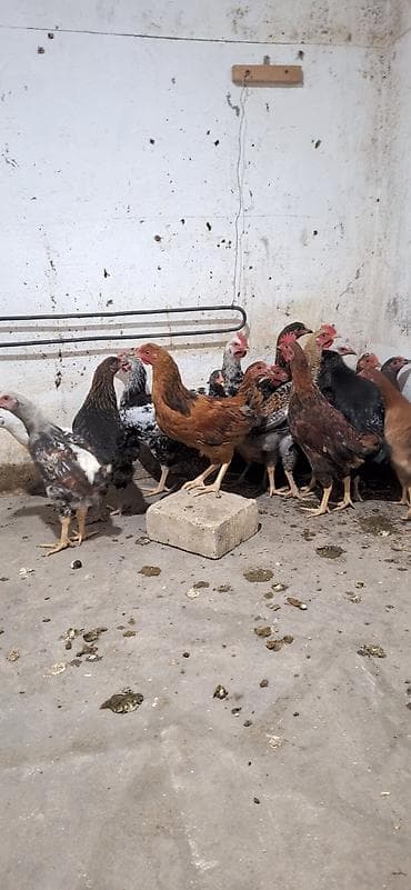 ataks toyuq: Toyuq, Yumurtalıq — 4