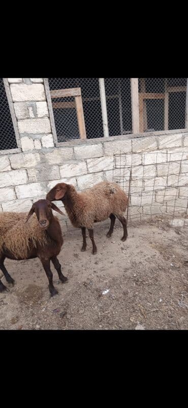 tap.az inekler: Məhsul: 2 ədəd yerli qoyun (qəhvəyi rəngli) Xüsusiyyətlər: - Cins — 2