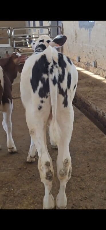 ucuz toyuqlar: Məhsul: Dana (2 ədəd) Təsvir: - Cins tip: süd istiqamətli seleksiya – — 7