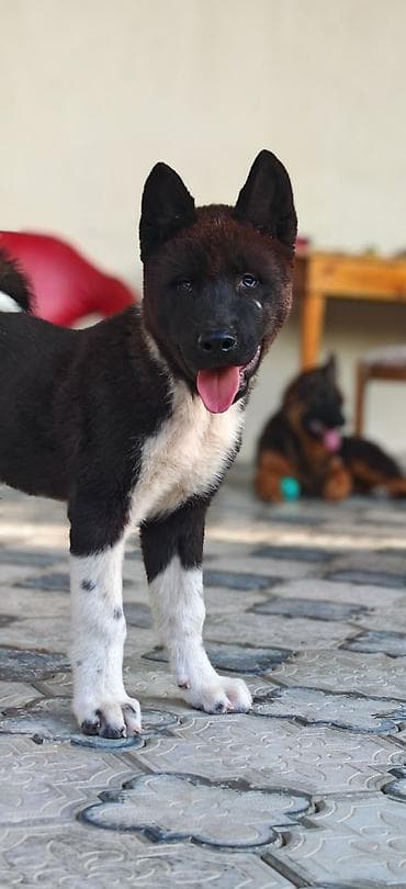 itləe: Akita-inu, 3 ay, Erkək, Peyvəndli, Ünvandan götürmə — 1