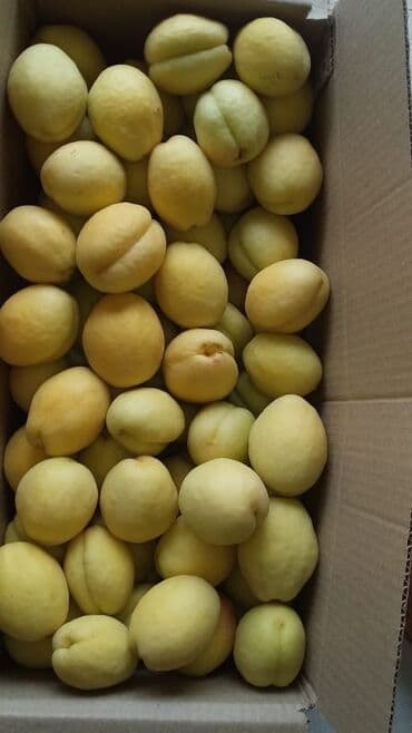 zeytun satışı: Ərik Tingləri . "Saglam Tinglər Saglam Bagçiliqin Təminatidir"🌱 Yeni — 16