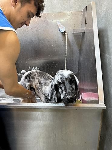 bichon frise: Cocker spaniel Cütləşməyə dişi axtarırıq Unvan binə qəsəbəsi. Alex — 5