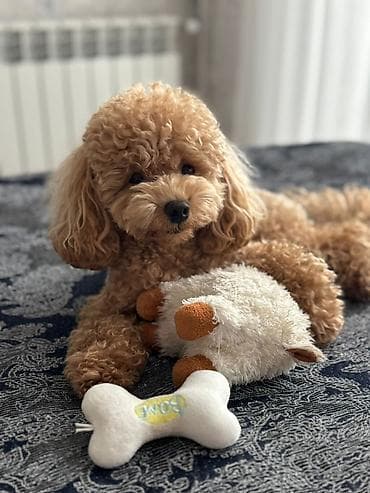 pitbul bala: Pudel, 2 ay, Dişi, Peyvəndli, Ünvandan götürmə — 5