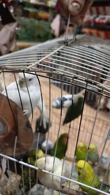 Голуби: Bala Valnisti 9azn Boş qəfəs 9azn 1 bala quş +Qəfəs +Suqabı+Yemqabı — 10