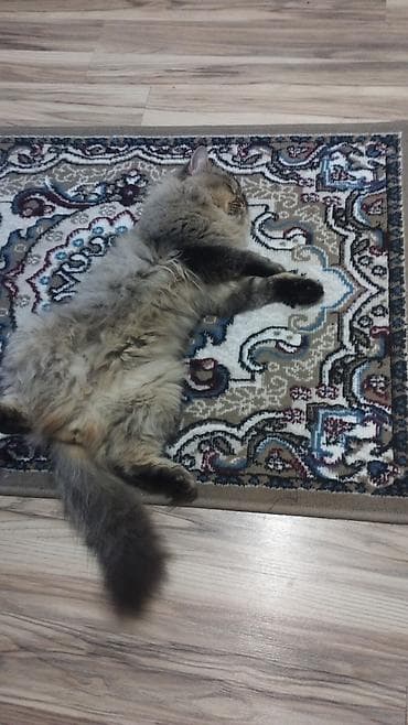 Tüklü rengi kul rengi şotland sortu yaş yarım ev şəraitində boyun quma