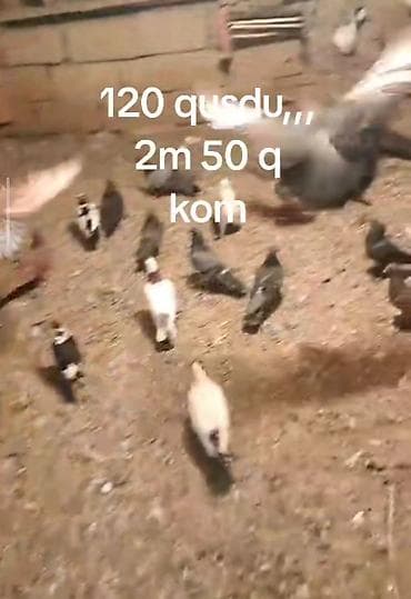 Голуби: 120 ədəd ev göyərçini dəsti - Say: 120 quş - Rənglər: ağ, qara, boz — 3