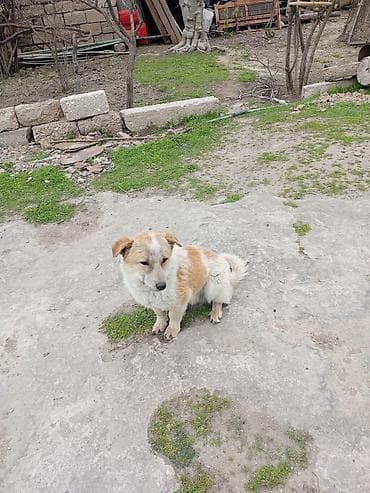 9 ay, Erkek, Peyvəndli, Ödənişli çatdırılma