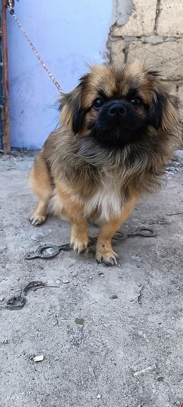 Quşlar: Pekines — 5