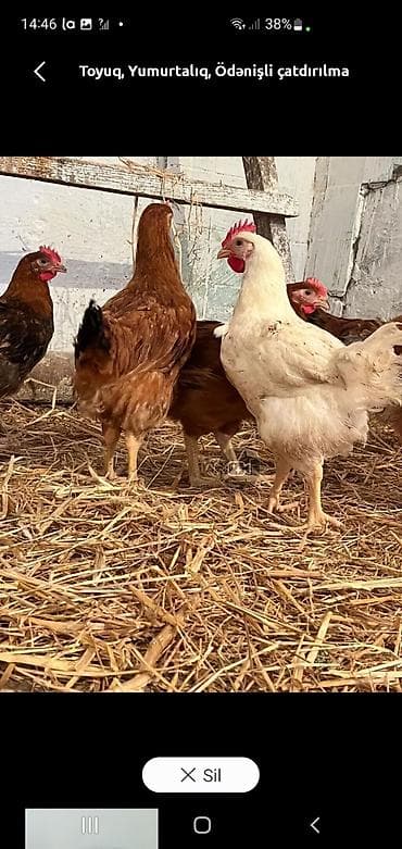 həyət toyuqları: Toyuq, Yumurtalıq — 1