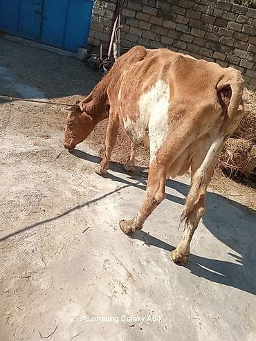 cins danalar satilir: Sarı-qonur rəngli inək satılır. Şəkillərdə görünən heyvan buynuzludur — 2