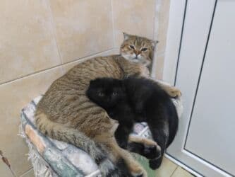 pişik şekileri: Şotland yastı qulaq, Dişi, Pulsuz çatdırılma — 12