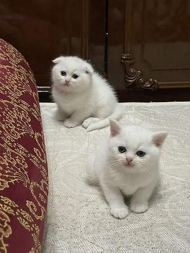 it cinsi adlari: Şotland yastı qulaq — 1