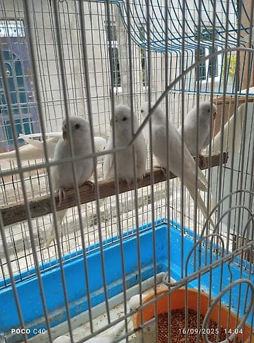 el meymunu: Tamamilə sari rəngdə olan sevimli tutuquşu qirmizi göz qiymet birine — 4