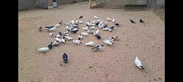 ov quslari: Salam olsun quşbaz ehline . Hamsı öz quşlarımdı tergizirem deye — 2