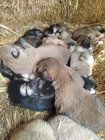 heyvan sahiblendirme: Ünvandan götürmə — 2