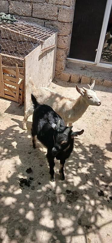 simmental cinsi: Satılır: 2 baş cavan 2 ayliq anasinin sudu ile boyuyen keçi balalari — 5
