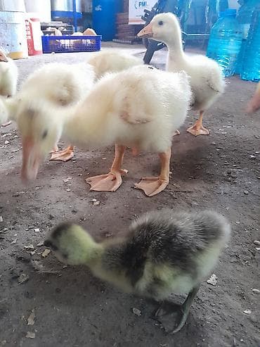 Kənd təsərrüfatı quşları: Məhsul: Qaz balaları Təsvir: linda sortudur 25 günlük balalar uje — 3