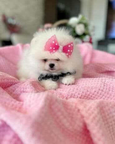 kreditle it satisi: Şpitz, 2 ay, Erkek, Peyvəndli, Ödənişli çatdırılma — 1