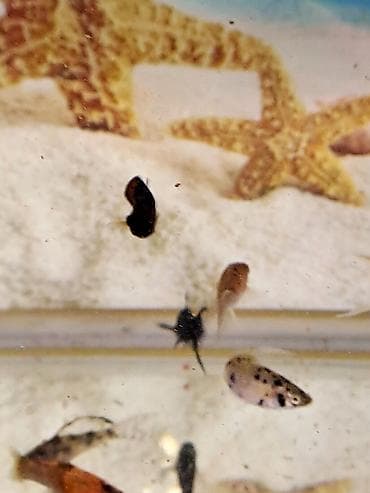 Quşlar: Molinezi, Sülhsevər — 4