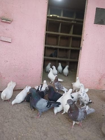 goyercin satisi: Oz goyercinlerimdi satiram kom sekilde tek tek satilmir baha qiymete — 10