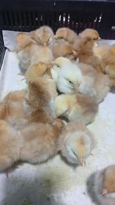 balıq qiyməti: 15 günlük süper lider cucesi vaxsinadiyalari verilib Saba lasota — 10