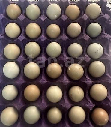 yumurta qiyməti: Məhsul: Qırqovul yumurtaları Təsvir: - Təxminən bıldırcın ölçüsünə — 2