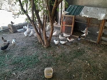 Məhsul: Ev göyərçinləri (dekorativ/uçuş üçün müxtəlif cins və rənglər)