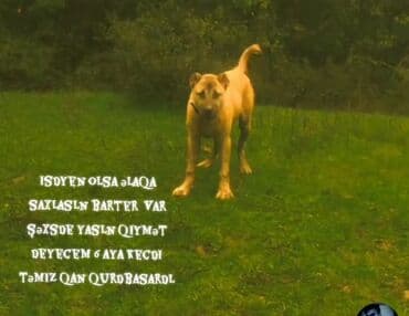 pulsuz it verirem: Qurdbasar — 1