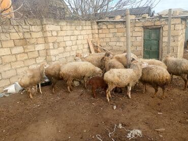 Ördəklər: 12 baş qoyun satılır yaşlida var cavanda ilde 2 defe Bala verir hal — 2