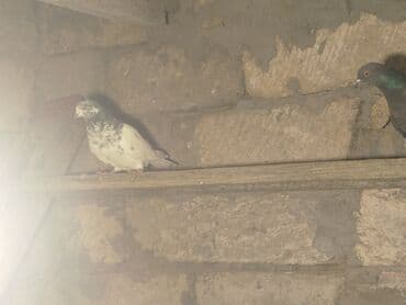 Məhsul: Ev göyərçinləri (bir neçə fərqli rəngdə) Təsvir: - Şəkillərdə