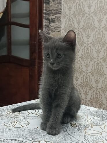 pisiklere qurd dermani nece verilir: Boz rəngli balaca pişik balası Salam. bu ayın 11i 4 cü ayına — 4