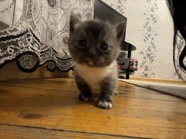 İtlər: Şotland, Dişi, Yaxşı əllərə, Ünvandan götürmə, Ödənişli çatdırılma — 1