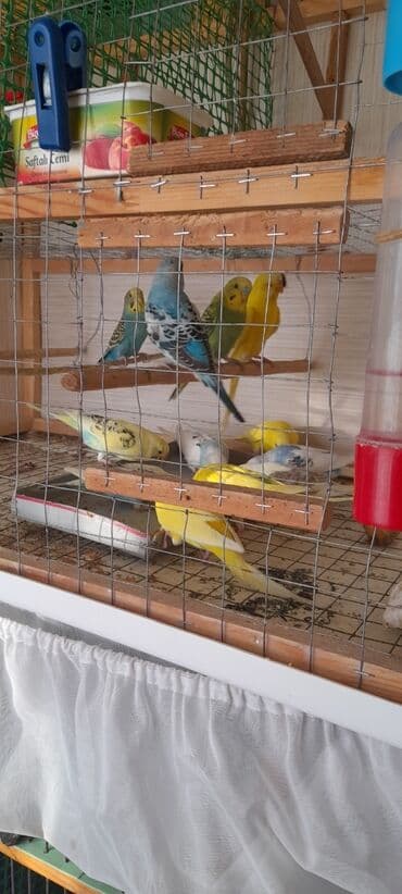 купить аквариум в баку: Topdan 10 manat qiymət sondu — 6