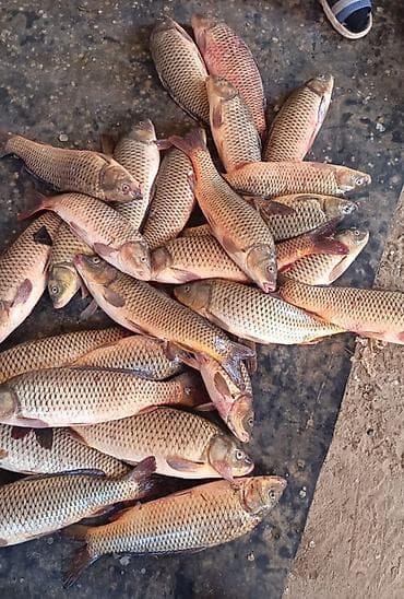 Xəzərdən tutulmuş sazan balığlari tam əminliklə deyirəm