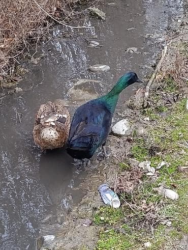 it şekileri: Erkək, Damazlıq, Ödənişli çatdırılma — 4