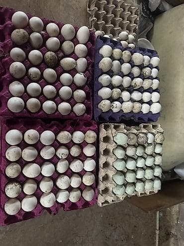 sut: Tam mayalı pekin kuban ördək yumrtaları qiymət 30 qp hazr 800 ədə var — 1