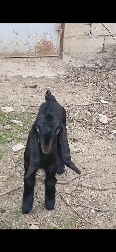 heyvanlara verilən xüsusi adlar: Semiz arginal helep keci balalari satlir 2 diwi 1 erkek damzdiq icin — 2