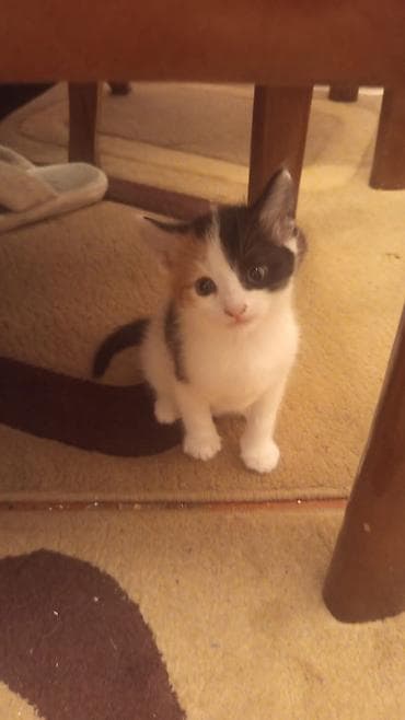 Dişi, Ünvandan götürmə