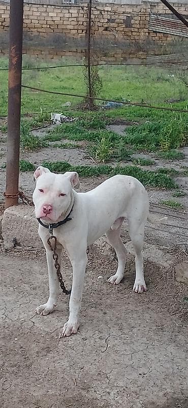 heyvan bazarı: Pitbul, 10 ay, Erkek, Peyvəndli — 1