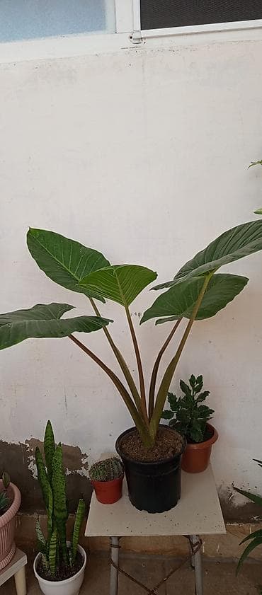 ev gulleri sekilleri: Bitki: Alocasia (Fil qulağı) – iri yarpaqlı tam saglamdir boyukdur — 1