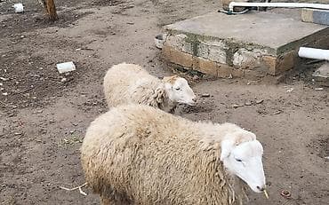 Птицы: Damazliq erkek dişi toğlu — 2