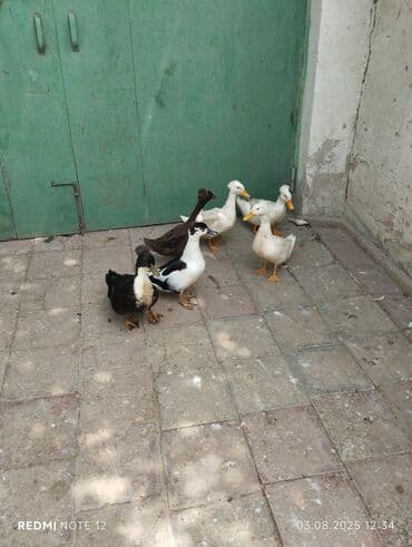 ördək qaz: Erkək, Damazlıq, Ünvandan götürmə — 3