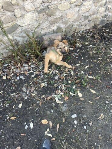 İtlər: 3 ay, Erkek — 8