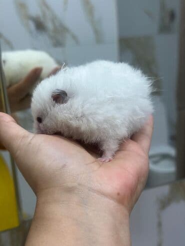 Akvariumlar: Ağ tüklü hamster – yumşaq, uzun tüklü və mehriban xasiyyətli. - Rəng — 4
