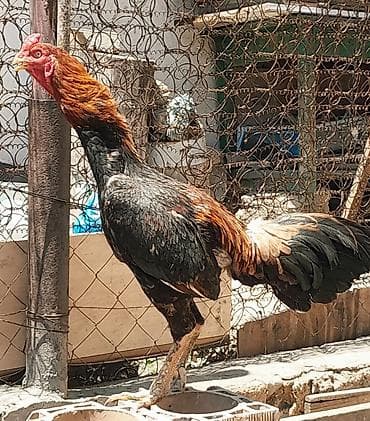 papuqay type 1: Heyratı xoruz satılır. Cinsi brazil, 1 yaş 6 aylıqdır. Bala almışam — 5