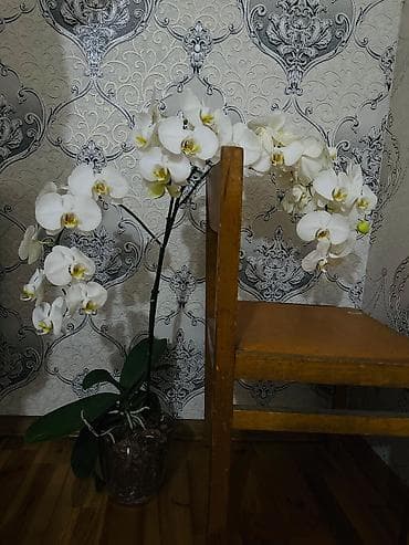 Otaq bitkiləri: * Təxminən 3 çiçək saplağı var. * Çoxlu açmış çiçəkləri var və ümumi — 2